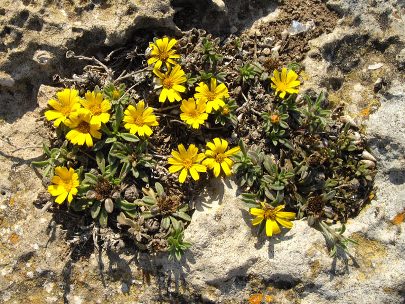 Pallenis maritima photo